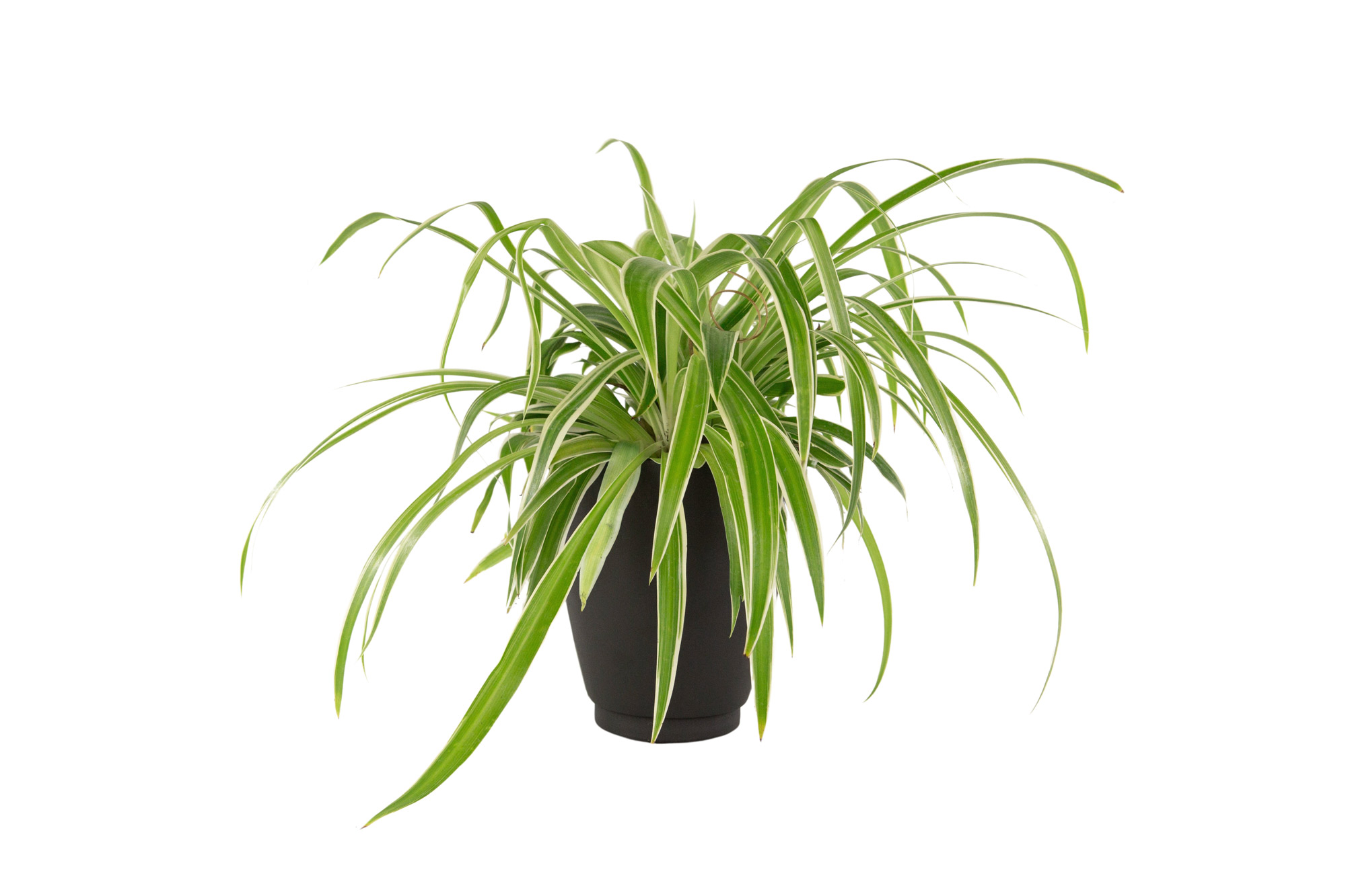 Trautesheim® Metall Blumentopf OPAL schwarz, zwei Größen oder als Set